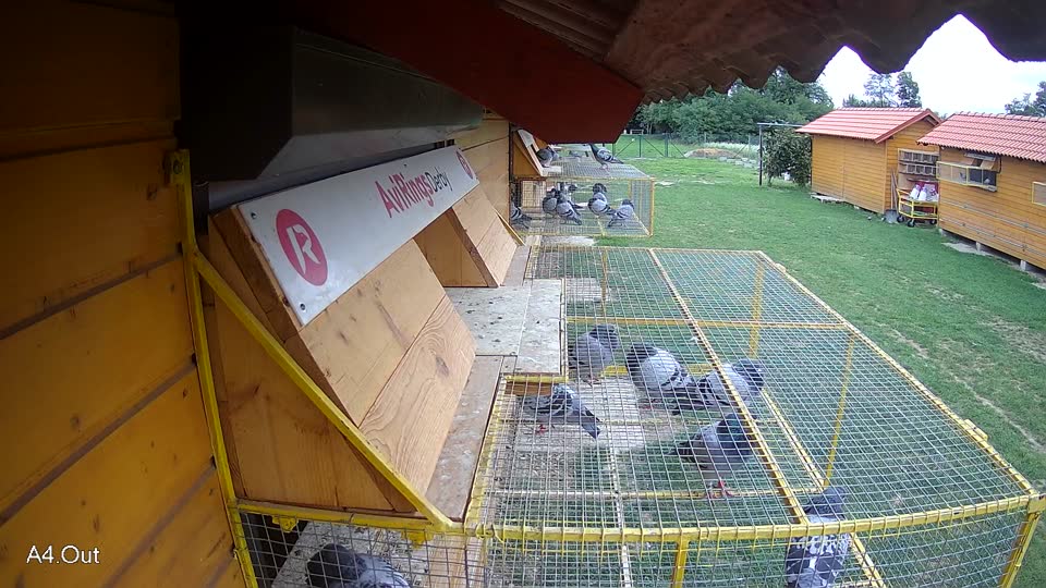 Pigeon Arrival Image For Race Race 6