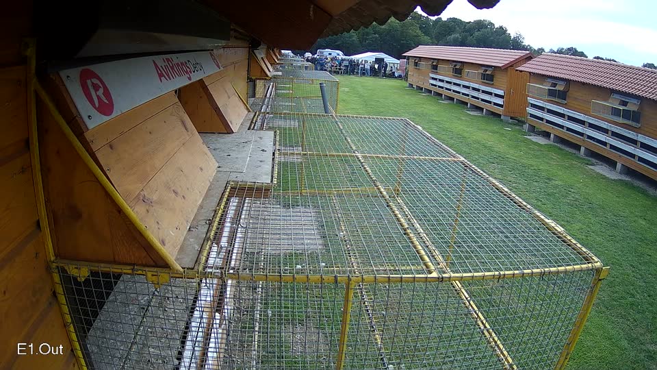 Pigeon Arrival Image For Race Final race 3