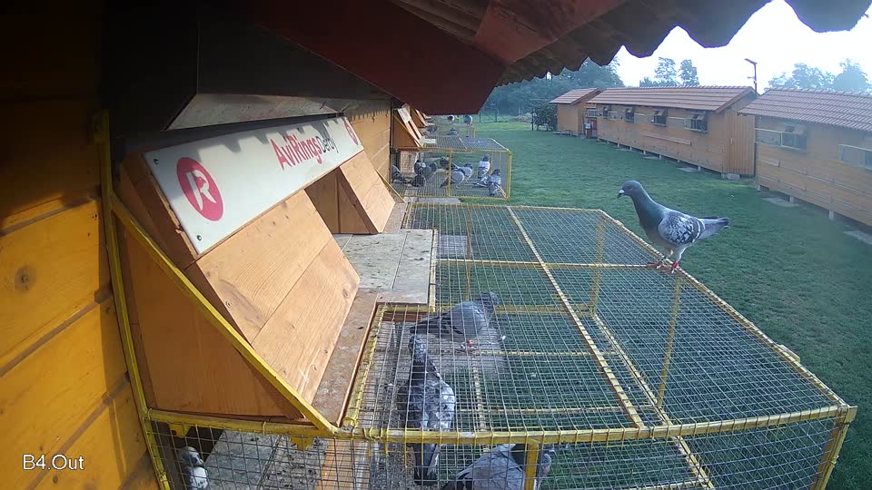 Pigeon Arrival Image For Race Final race 1