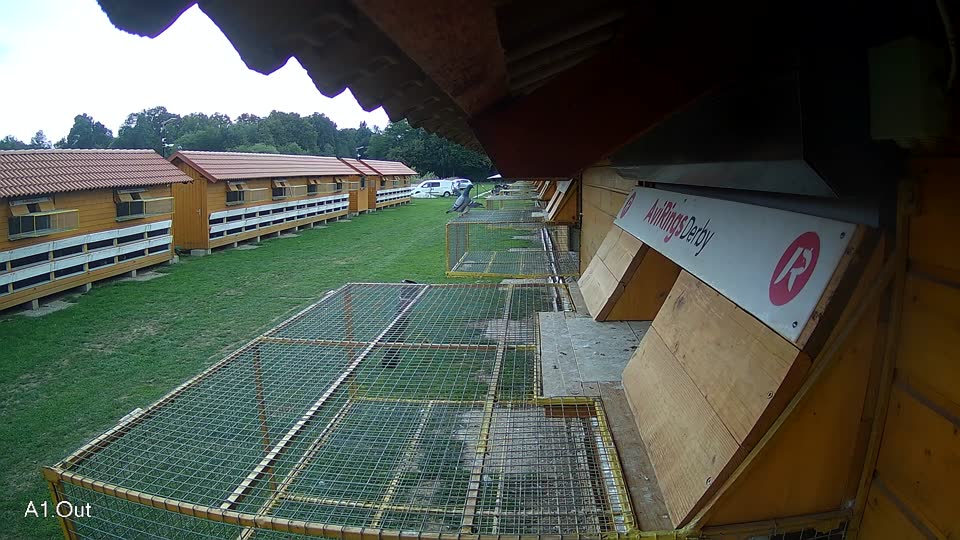 Pigeon Arrival Image For Race Race 6