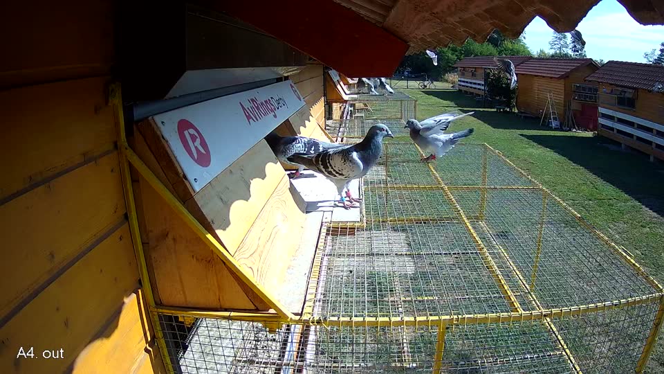 Pigeon Arrival Image For Race Race 2