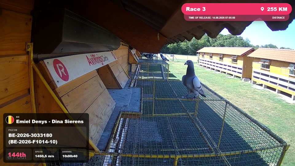 Pigeon Arrival Image For Race Race 3