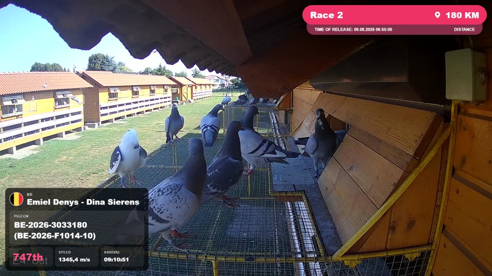 Pigeon Arrival Image For Race Race 2