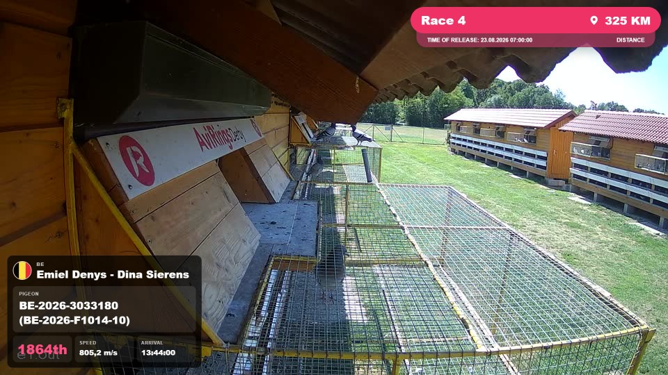 Pigeon Arrival Image For Race Race 4