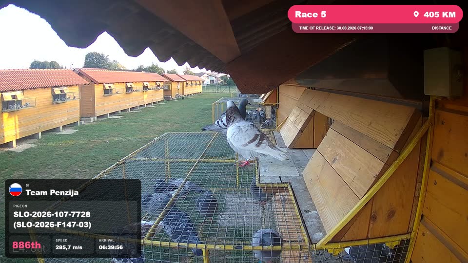 Pigeon Arrival Image For Race Race 5