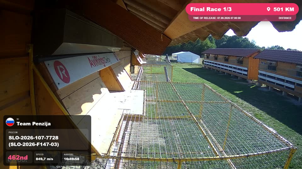 Pigeon Arrival Image For Race Final Race 1/3