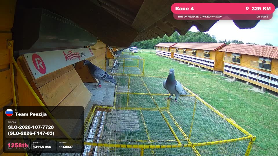 Pigeon Arrival Image For Race Race 4