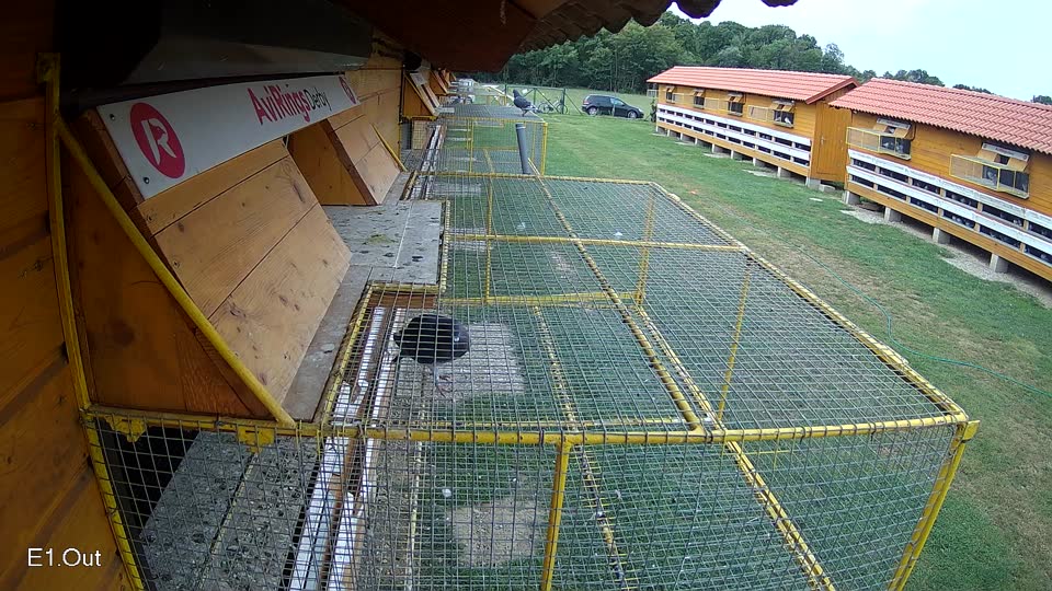 Pigeon Arrival Image For Race Race 3