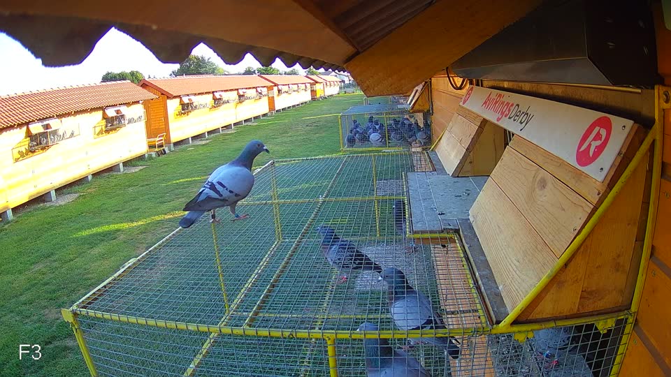 Pigeon Arrival Image For Race Race 1
