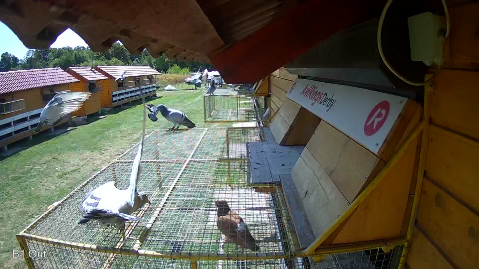 Pigeon Arrival Image For Race Race 5