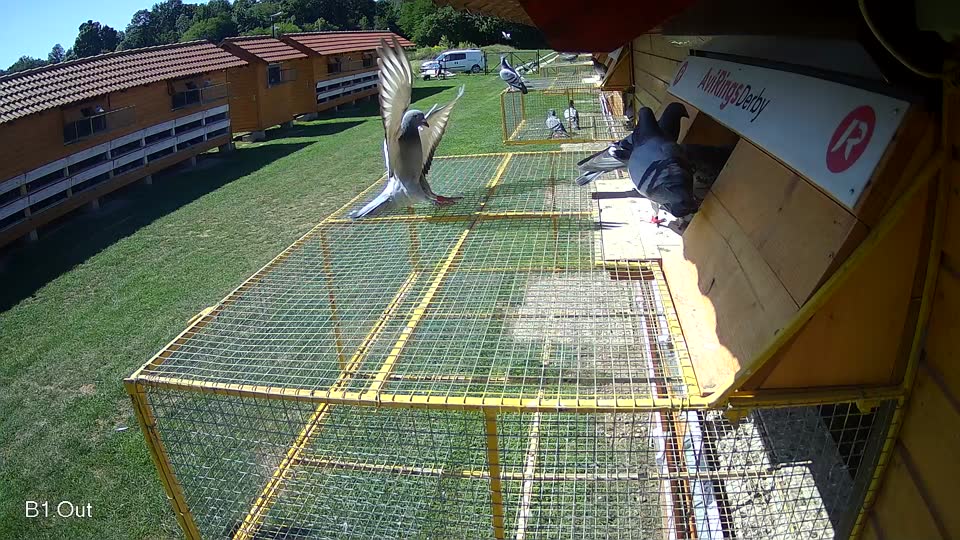Pigeon Arrival Image For Race Race 2