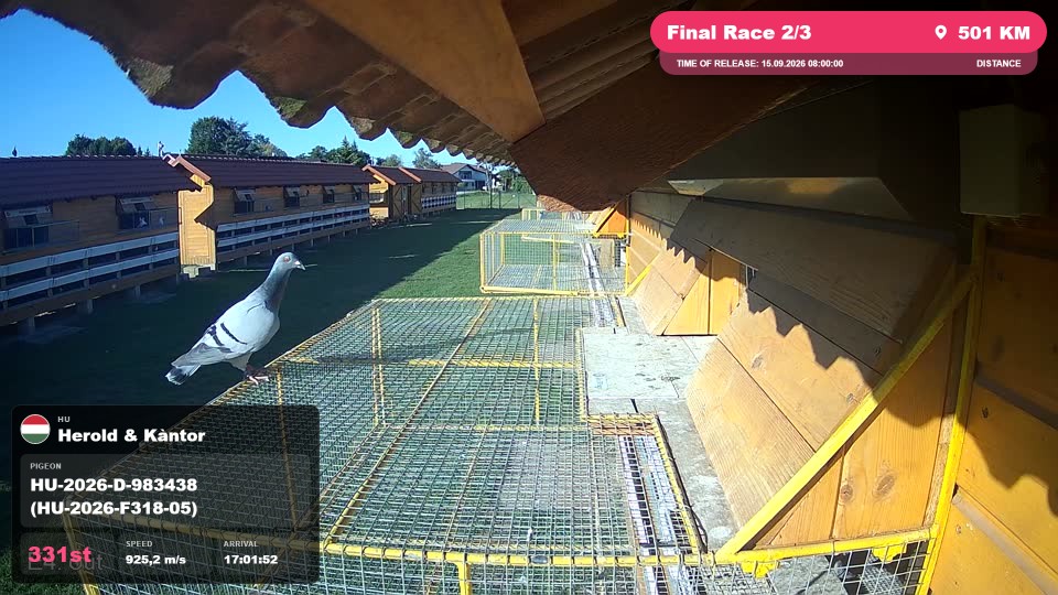 Pigeon Arrival Image For Race Final Race 2/3