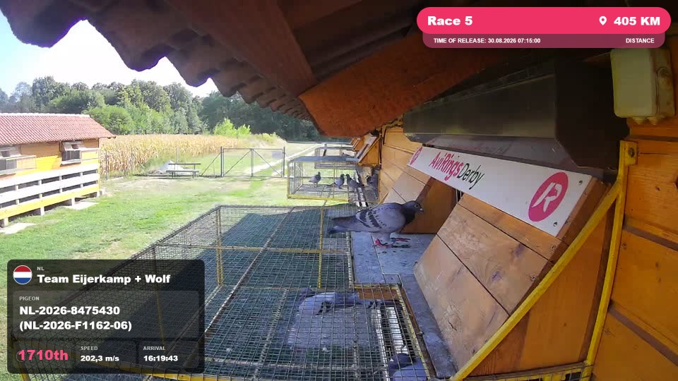Pigeon Arrival Image For Race Race 5