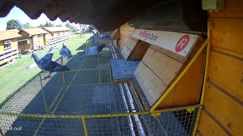 Pigeon Arrival Image For Race Race 3