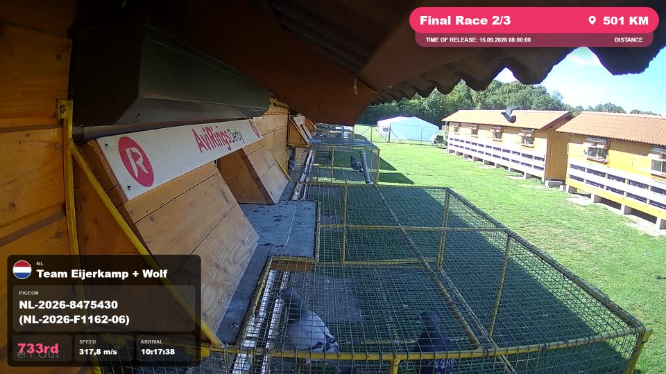 Pigeon Arrival Image For Race Final Race 2/3