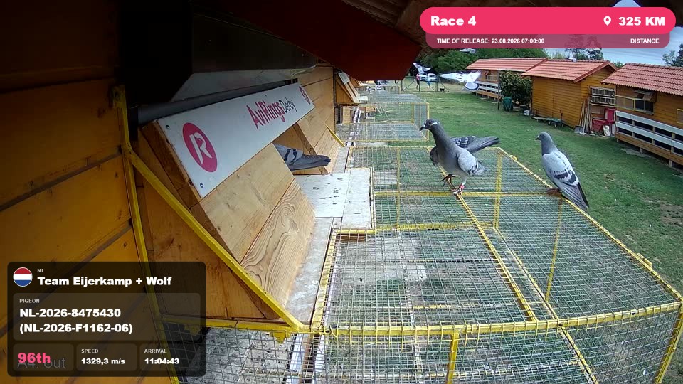 Pigeon Arrival Image For Race Race 4