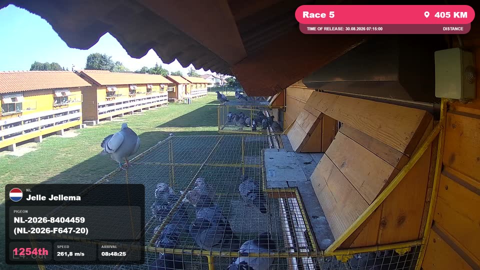 Pigeon Arrival Image For Race Race 5