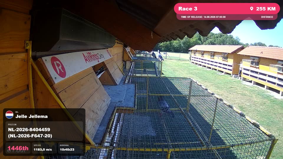 Pigeon Arrival Image For Race Race 3