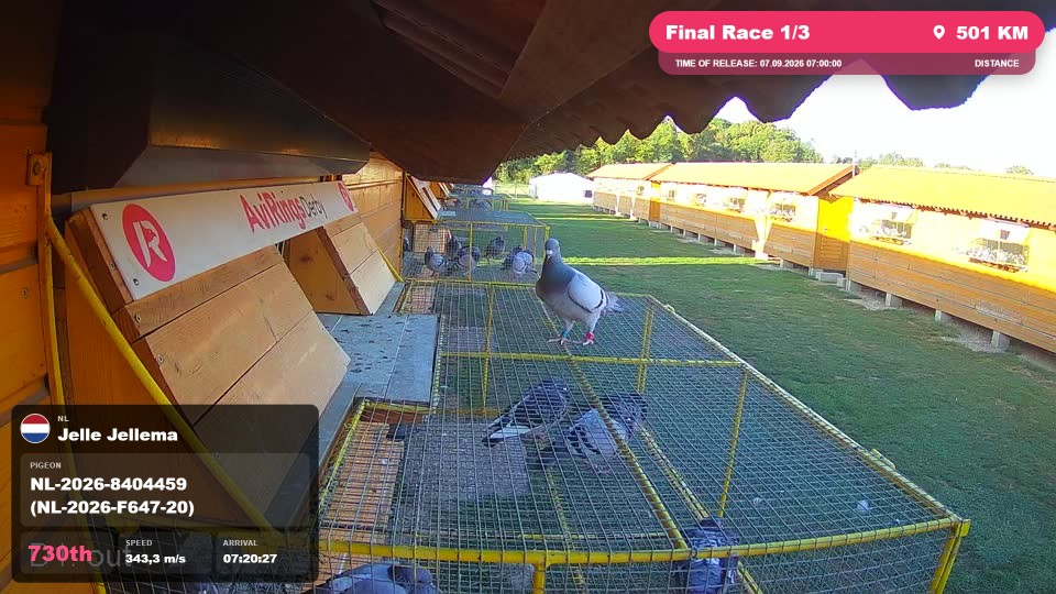 Pigeon Arrival Image For Race Final Race 1/3