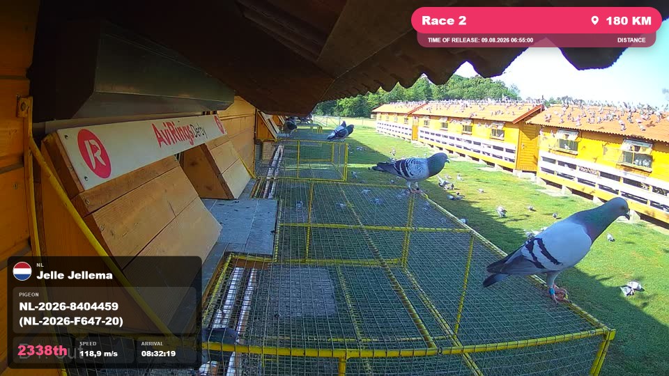 Pigeon Arrival Image For Race Race 2