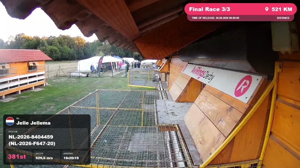 Pigeon Arrival Image For Race Final Race 3/3