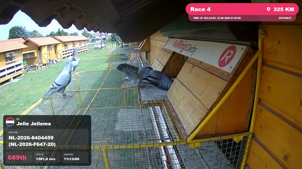 Pigeon Arrival Image For Race Race 4