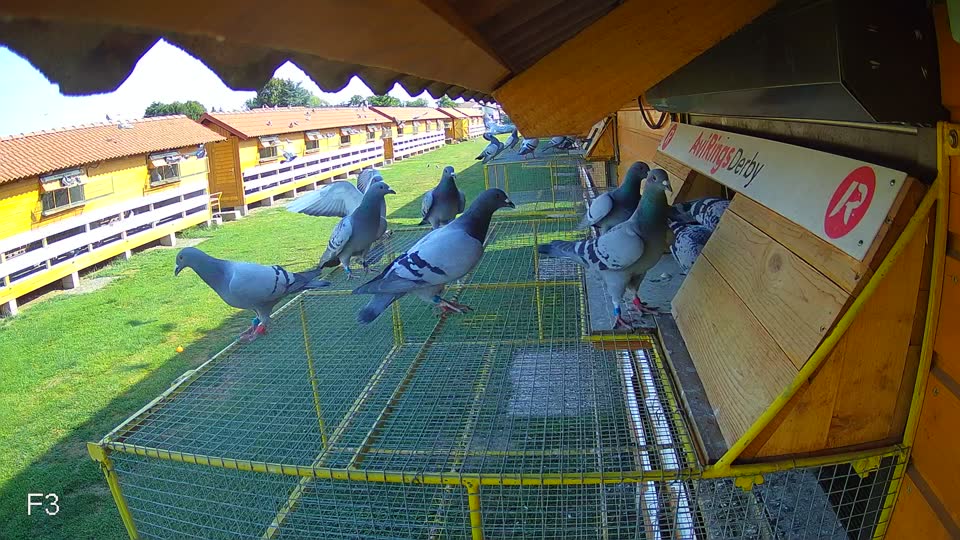 Pigeon Arrival Image For Race Race 1