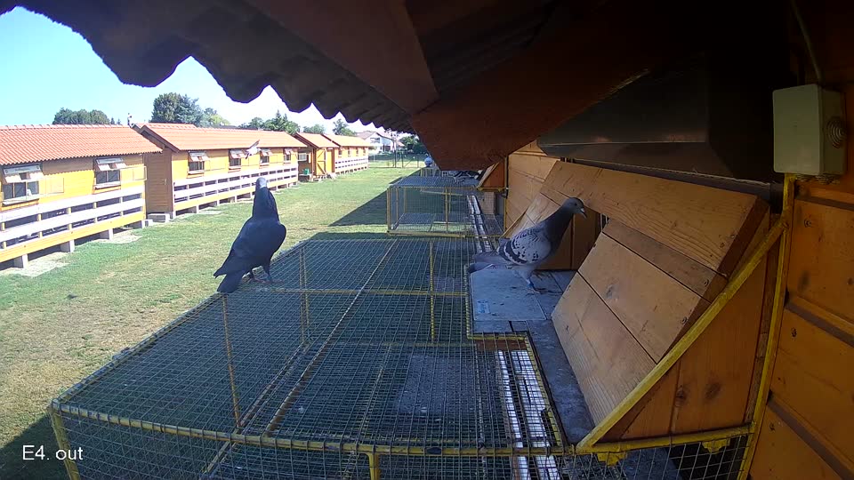 Pigeon Arrival Image For Race Race 2