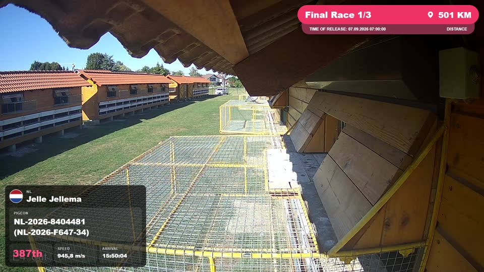 Pigeon Arrival Image For Race Final Race 1/3