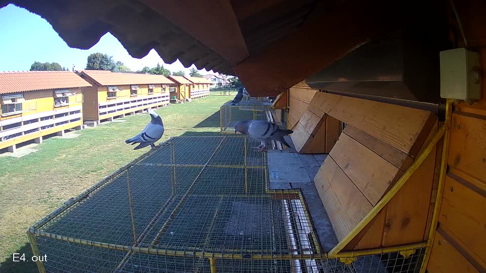 Pigeon Arrival Image For Race Race 2