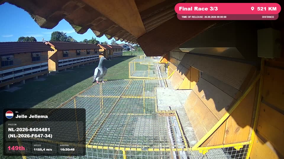 Pigeon Arrival Image For Race Final Race 3/3