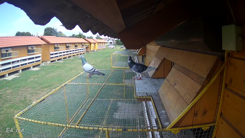 Pigeon Arrival Image For Race Race 4
