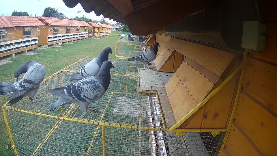 Pigeon Arrival Image For Race Race 3