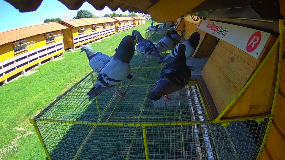 Pigeon Arrival Image For Race Race 2