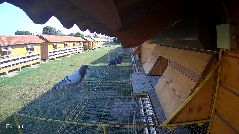 Pigeon Arrival Image For Race Race 1
