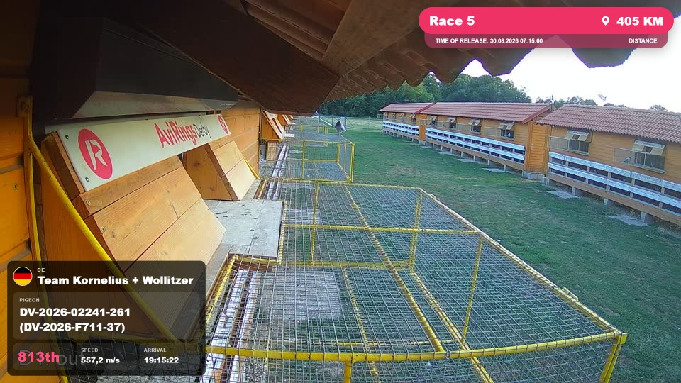 Pigeon Arrival Image For Race Race 5