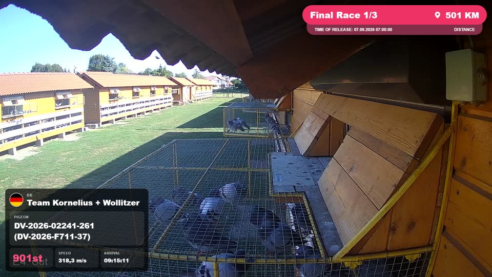 Pigeon Arrival Image For Race Final Race 1/3