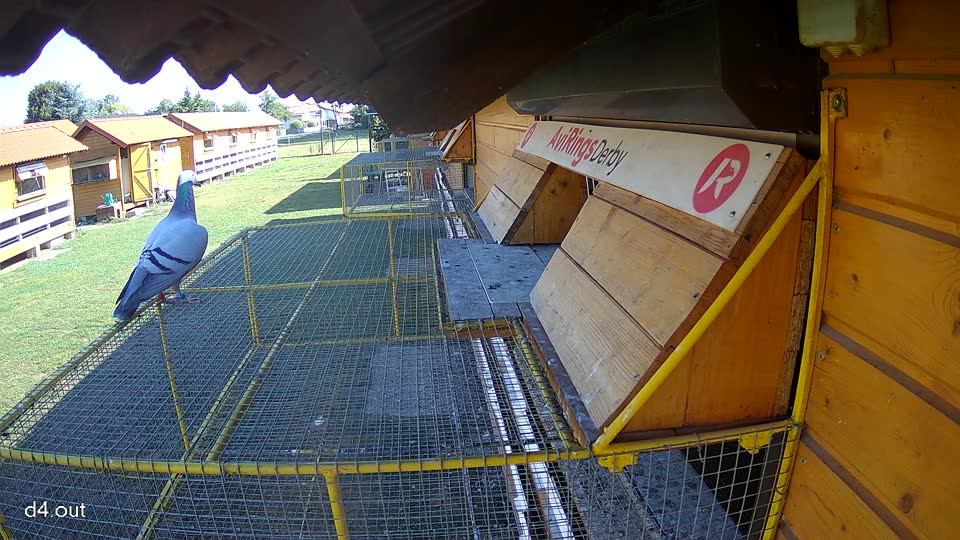 Pigeon Arrival Image For Race Race 2
