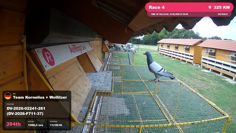 Pigeon Arrival Image For Race Race 4