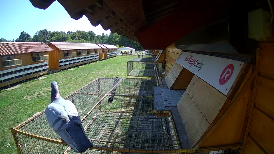 Pigeon Arrival Image For Race Final Race 1/3