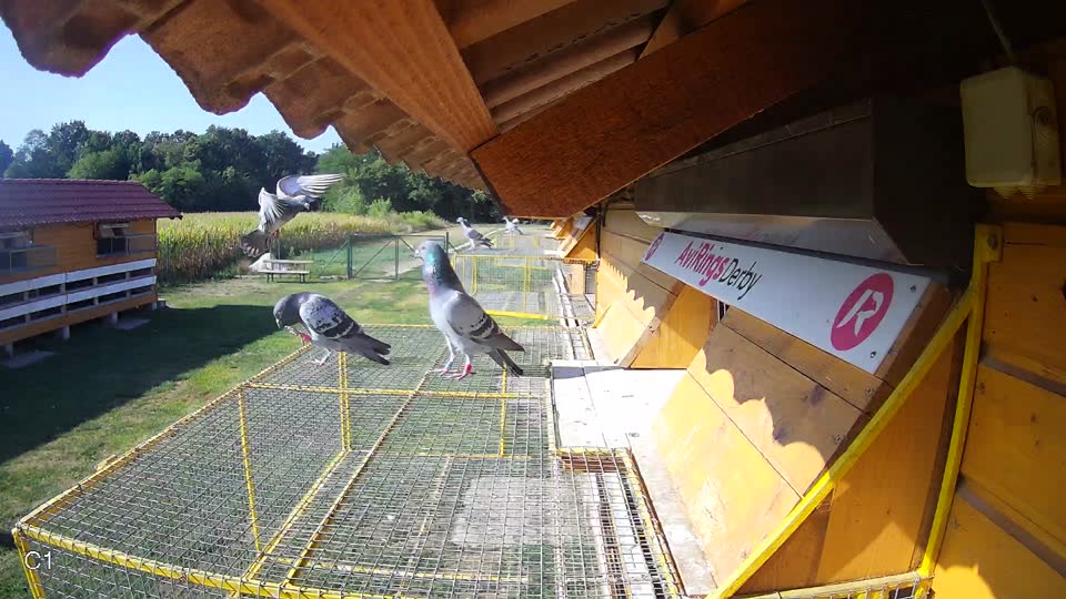 Pigeon Arrival Image For Race Race 2