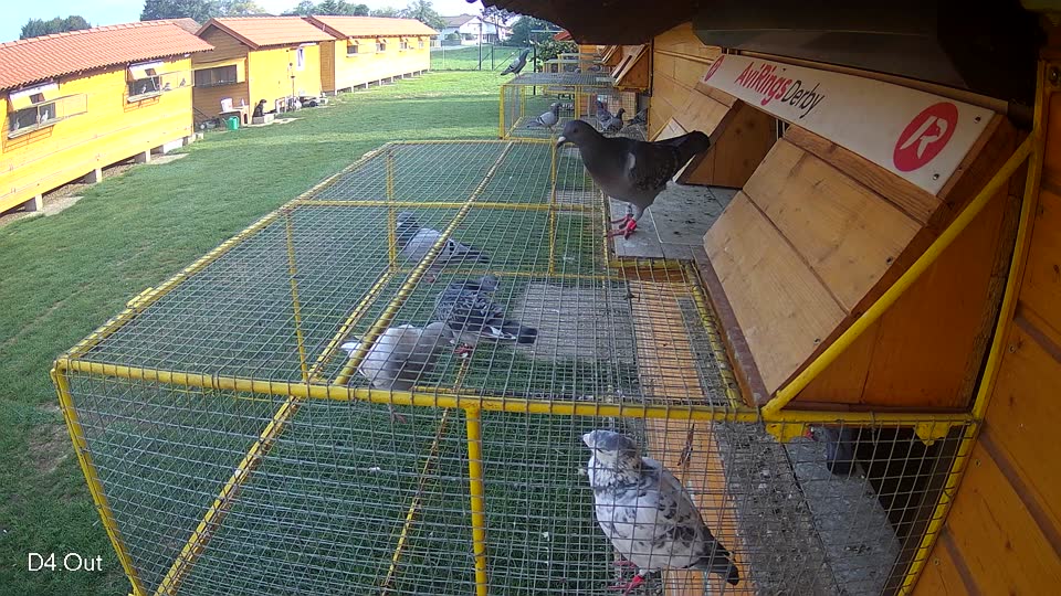 Pigeon Arrival Image For Race Final race 1