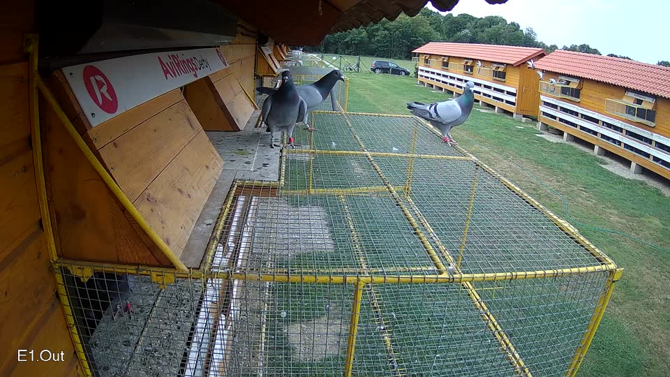 Pigeon Arrival Image For Race Race 3