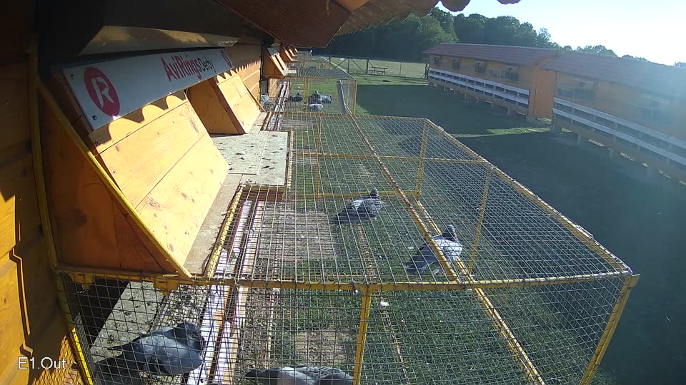 Pigeon Arrival Image For Race Race 5
