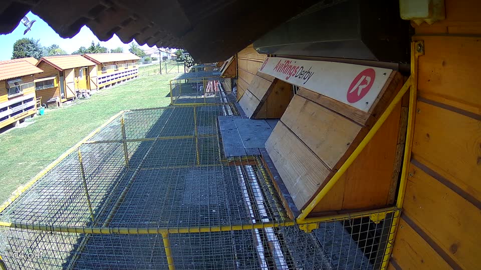 Pigeon Arrival Image For Race Race 3