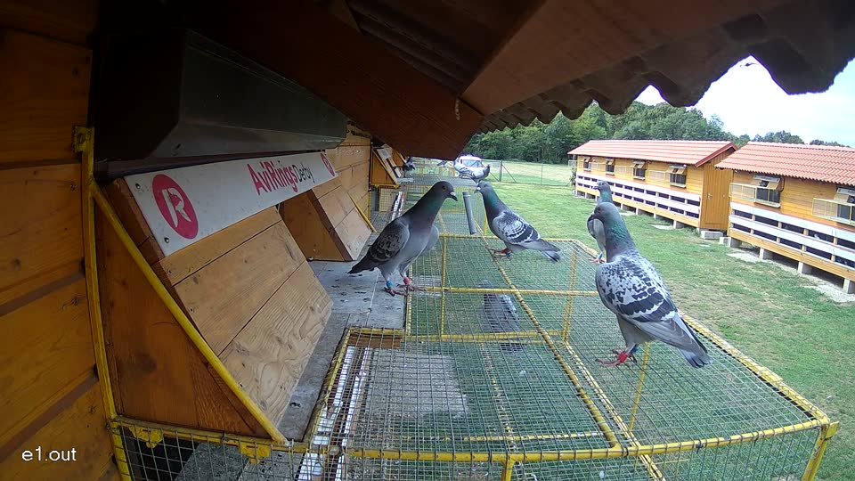 Pigeon Arrival Image For Race Race 4