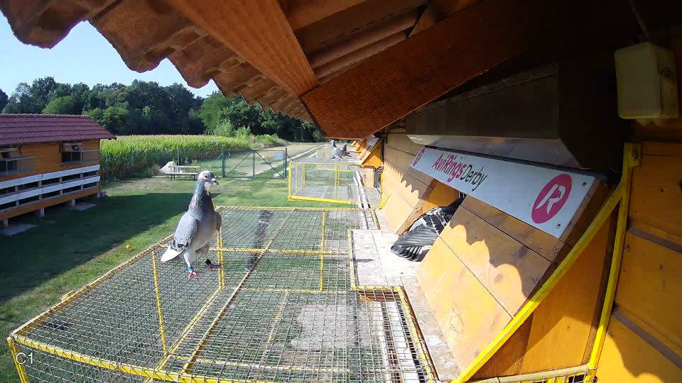 Pigeon Arrival Image For Race Race 1