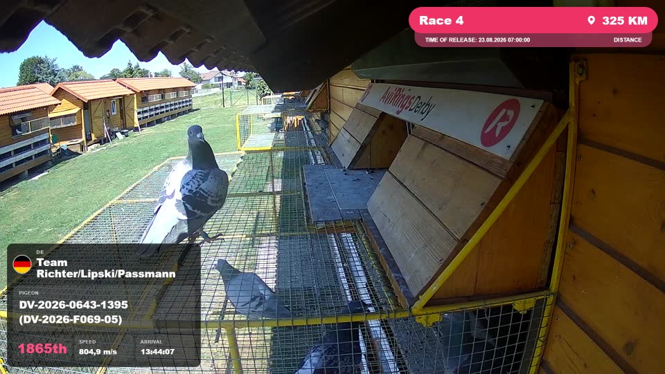 Pigeon Arrival Image For Race Race 4