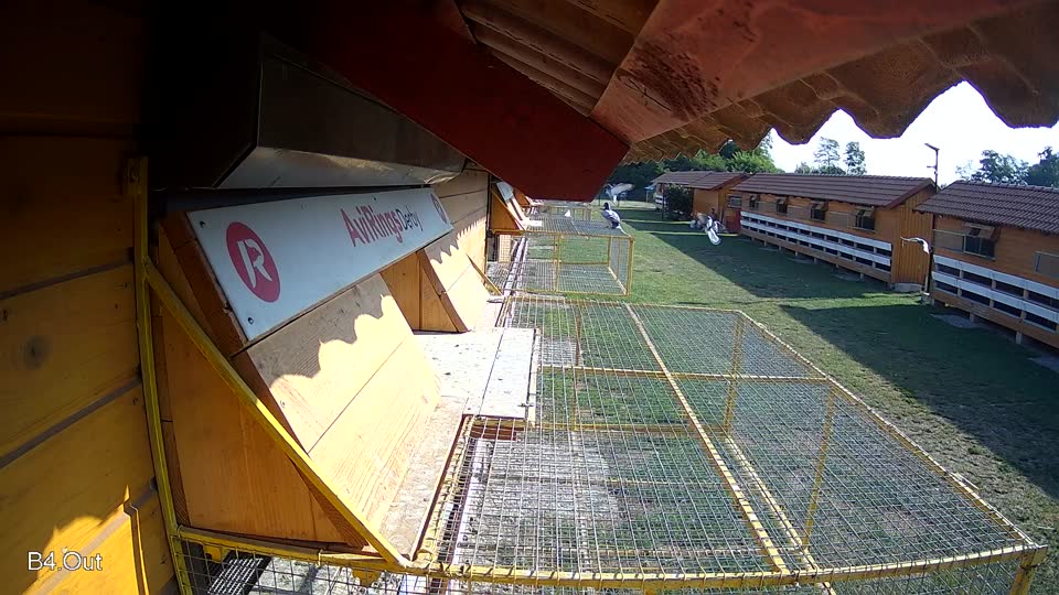 Pigeon Arrival Image For Race Race 1