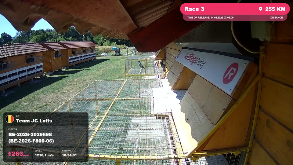 Pigeon Arrival Image For Race Race 3